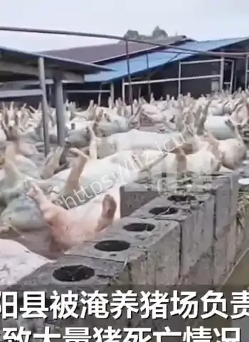 广西养猪场洪水淹没